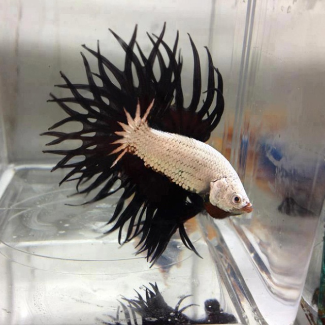 The Most Metal Animals Ever (20 pics)