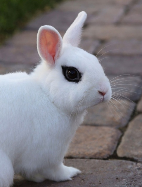 The Most Metal Animals Ever (20 pics)