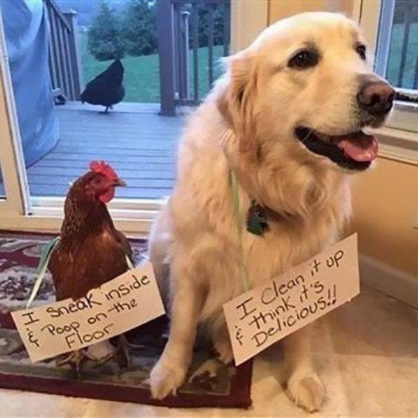 Chickenshaming (25 pics)