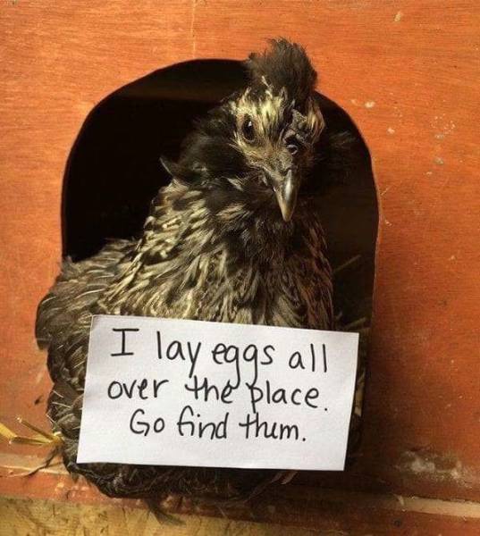 Chickenshaming (25 pics)