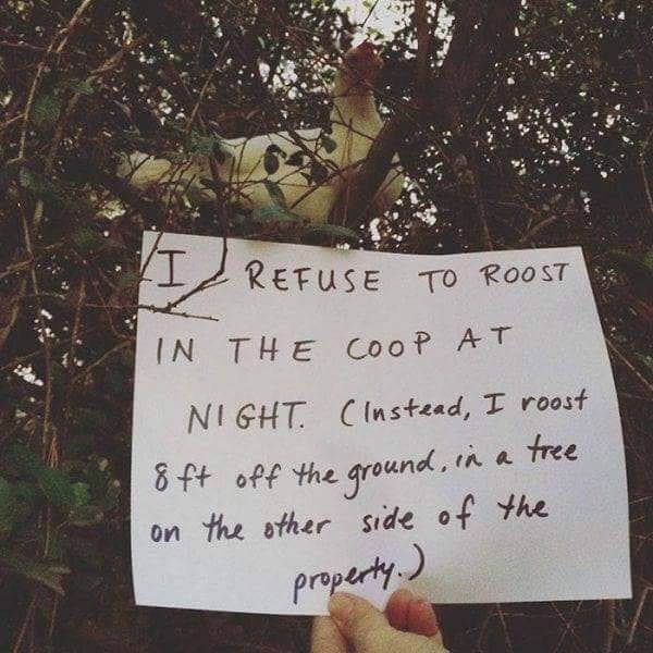 Chickenshaming (25 pics)