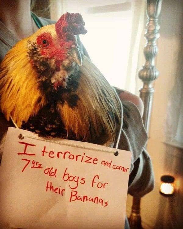 Chickenshaming (25 pics)
