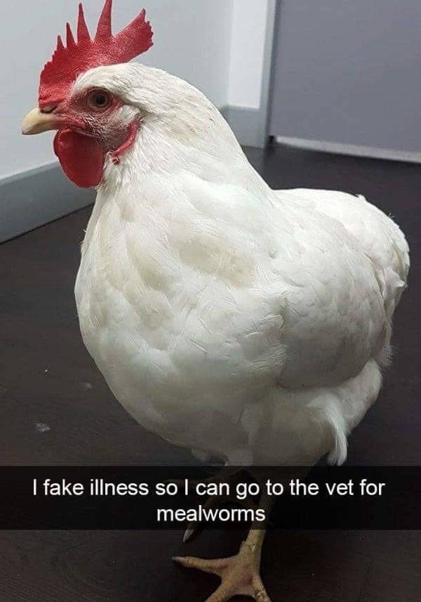 Chickenshaming (25 pics)