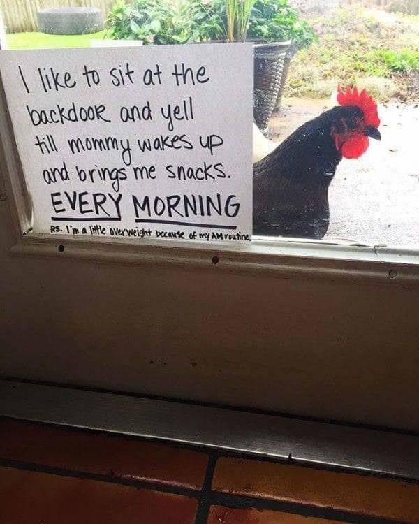 Chickenshaming (25 pics)