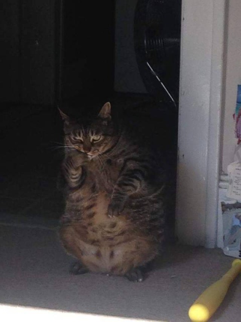 Acid Picdump (93 pics)