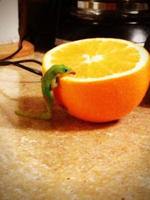 Acid Picdump (93 pics)