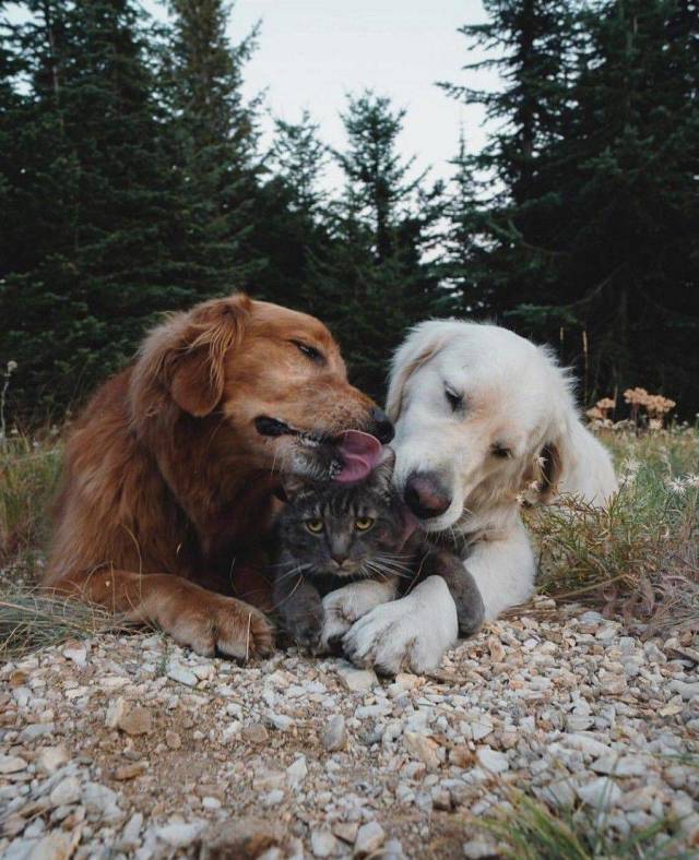 Acid Picdump (93 pics)