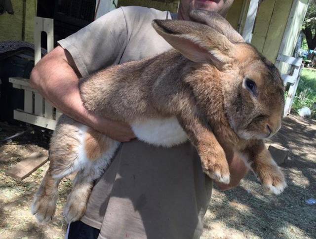 These Animals Are Way Bigger Than They Should Be (19 pics)