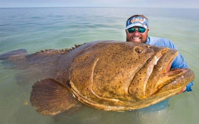 These Animals Are Way Bigger Than They Should Be (19 pics)