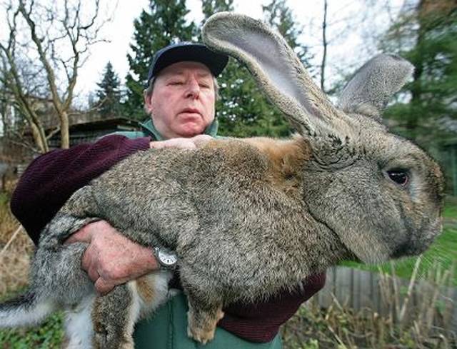 These Animals Are Way Bigger Than They Should Be (19 pics)