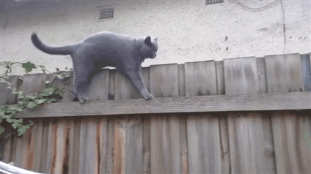 Acid Gifdump, November 07, 2018 (25 gifs)