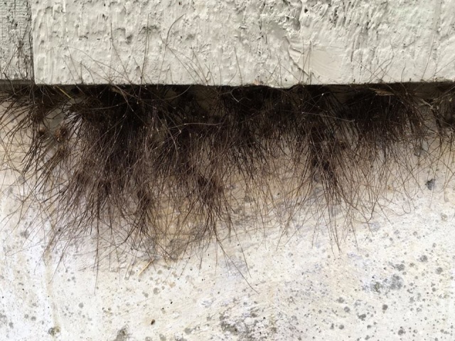 Can You Guess What It Is? It's Scary (3 pics)
