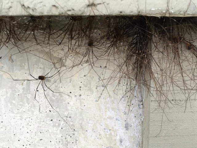 Can You Guess What It Is? It's Scary (3 pics)