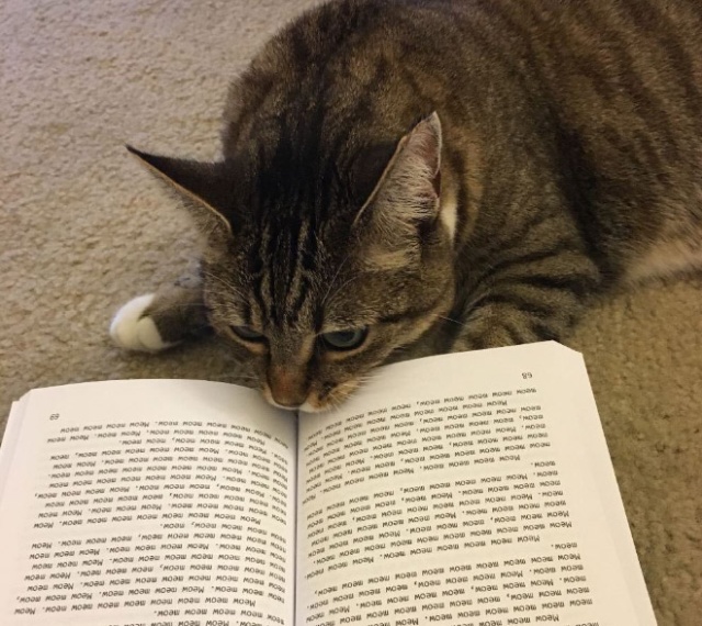Cats Vs Reading (21 pics)