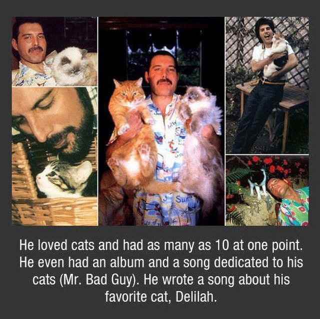 Freddy Mercury Facts (10 pics)