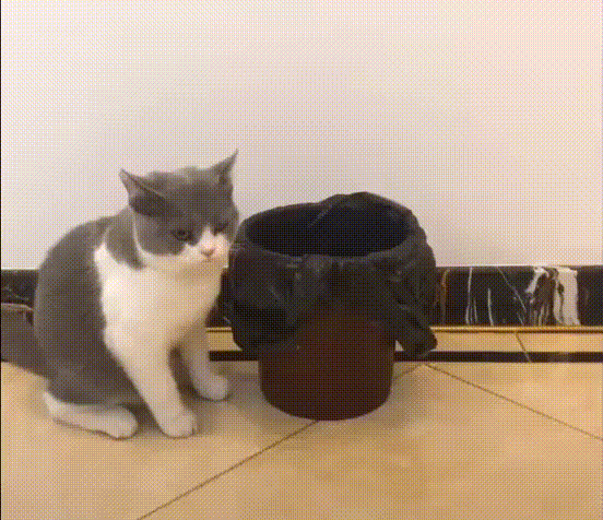 Acid Gifdump, November 08, 2018 (25 gifs)