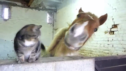 Acid Gifdump, November 08, 2018 (25 gifs)