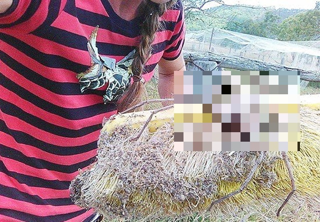 Saving A Giant Huntsman Spider (2 pics)