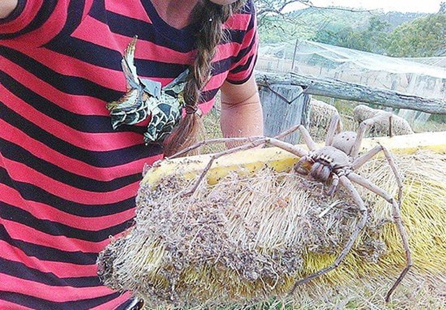 Saving A Giant Huntsman Spider (2 pics)