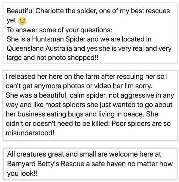 Saving A Giant Huntsman Spider (2 pics)