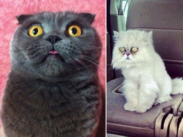 Surprised Cats (20 pics)