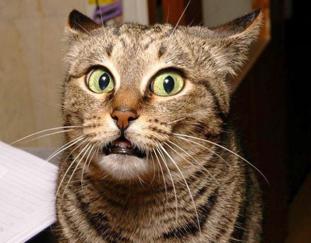 Surprised Face Images Surprised Animals Hilarious Animal Shocked Face