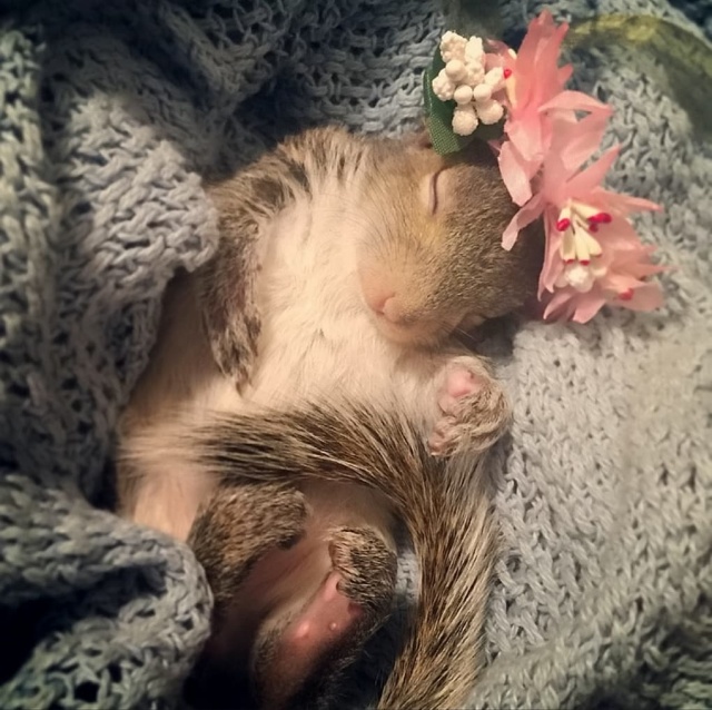 A Newborn Squirrel Was Found In New York Apartments (10 pics)