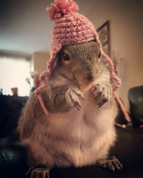 A Newborn Squirrel Was Found In New York Apartments (10 pics)