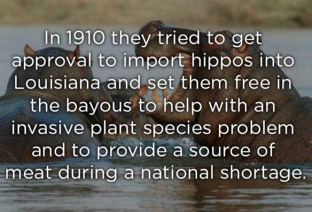 Historical Facts (17 pics)