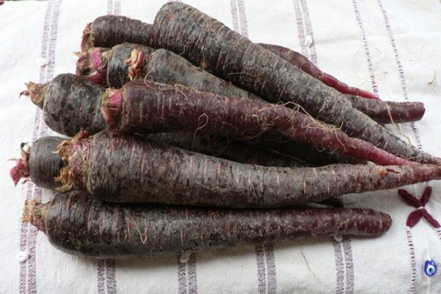 This Carrot Is Called Turkish Black (3 pics)