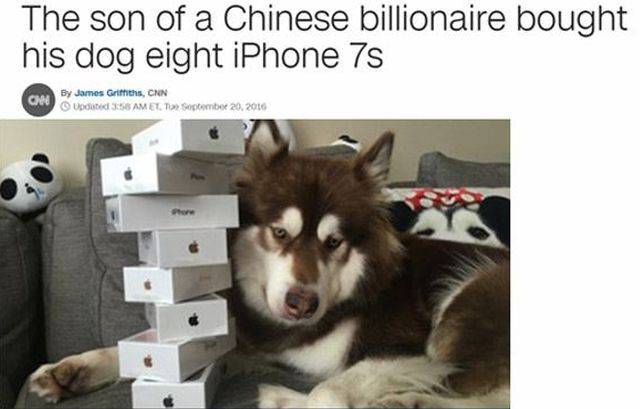 Rich Pets Of Instagram (40 pics)