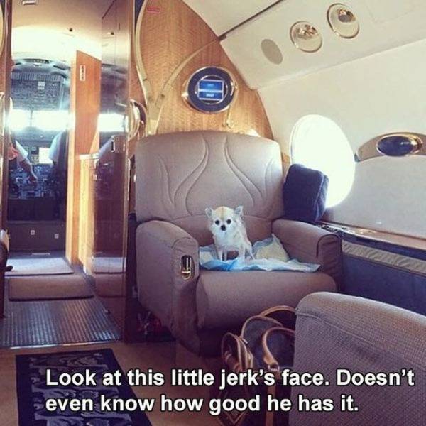 Rich Pets Of Instagram (40 pics)