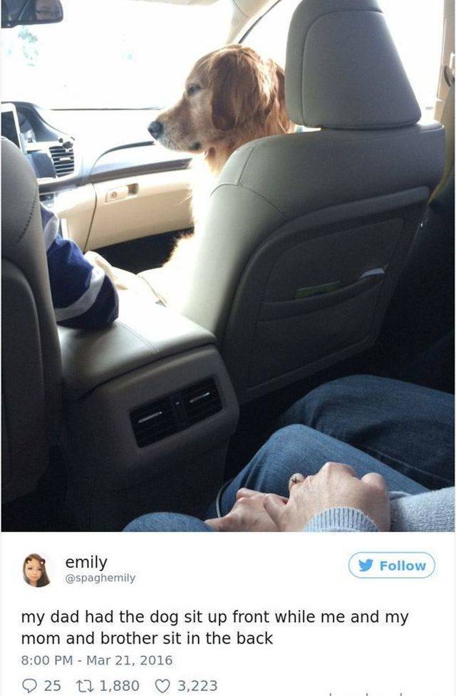 Rich Pets Of Instagram (40 pics)