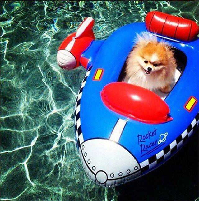 Rich Pets Of Instagram (40 pics)