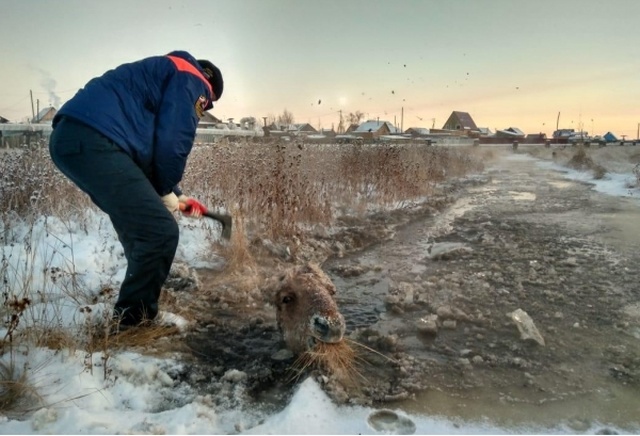 Rescuing Horses From Ice In Yakutsk, Russia (6 pics)