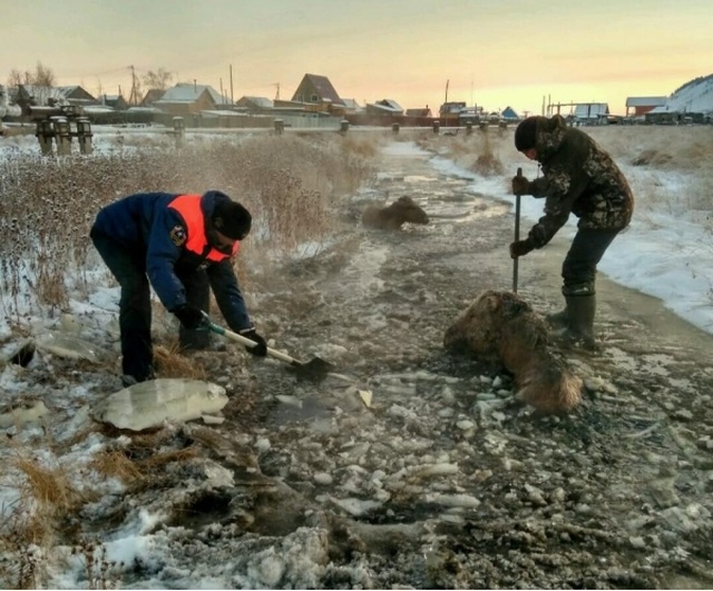 Rescuing Horses From Ice In Yakutsk, Russia (6 pics)