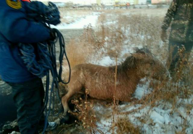 Rescuing Horses From Ice In Yakutsk, Russia (6 pics)