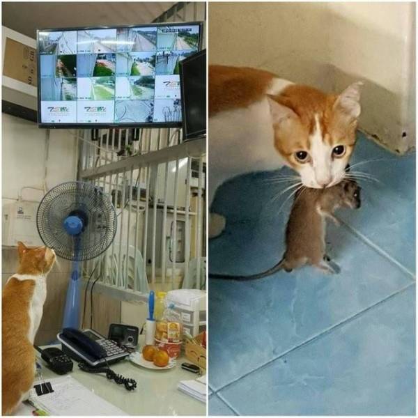 Acid Picdump (94 pics)