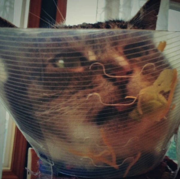 Funny Animals (23 pics)