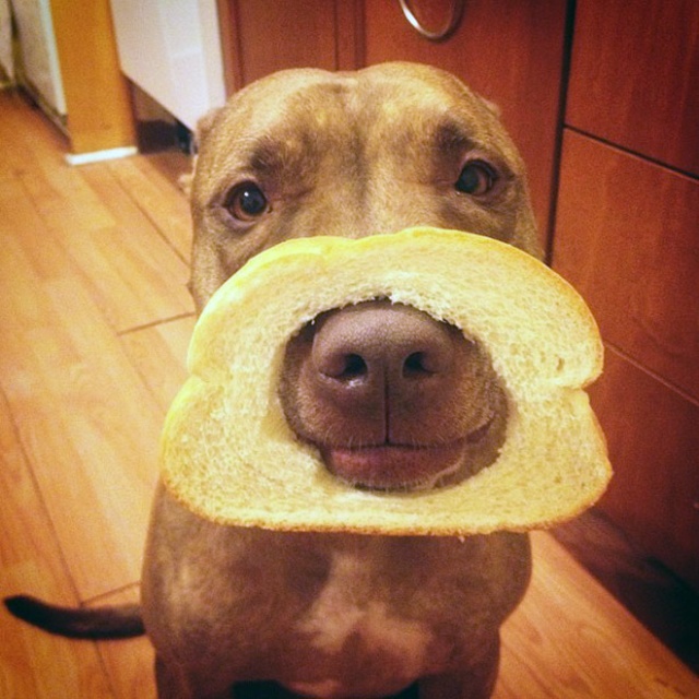 Scout Is The Most Patient Dog In The World (20 pics)