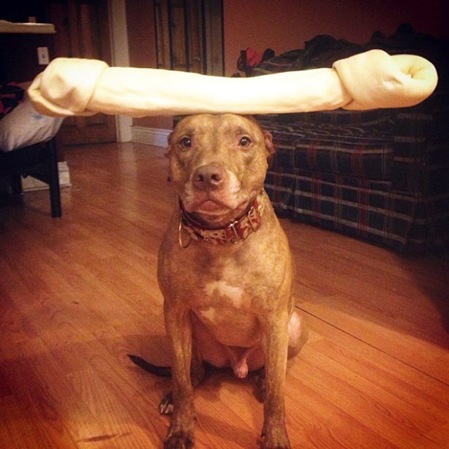 Scout Is The Most Patient Dog In The World (20 pics)