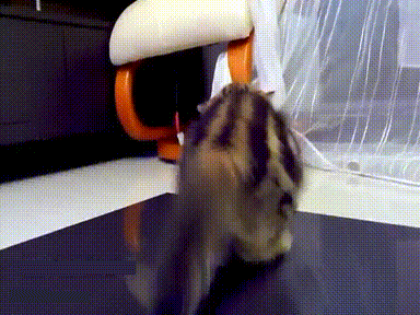 Acid Gifdump, November 13, 2018 (25 gifs)