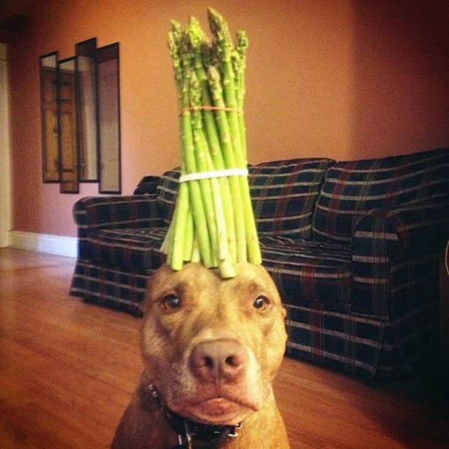 Acid Picdump (97 pics)
