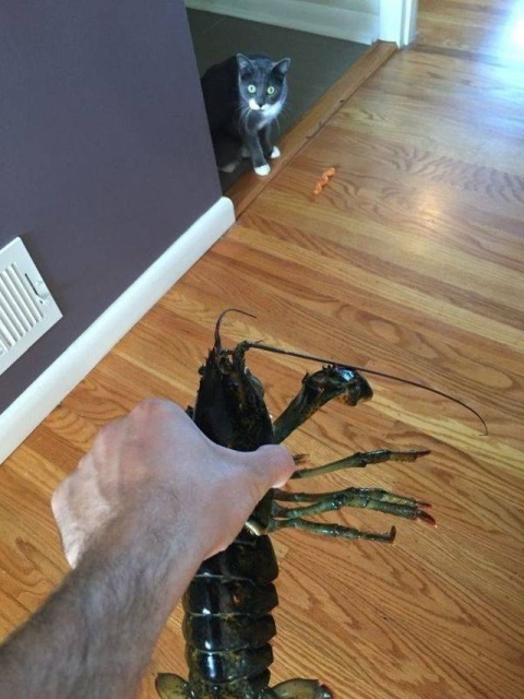 Acid Picdump (97 pics)