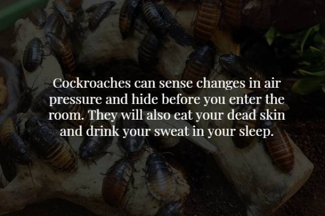 Scary Facts (18 pics)