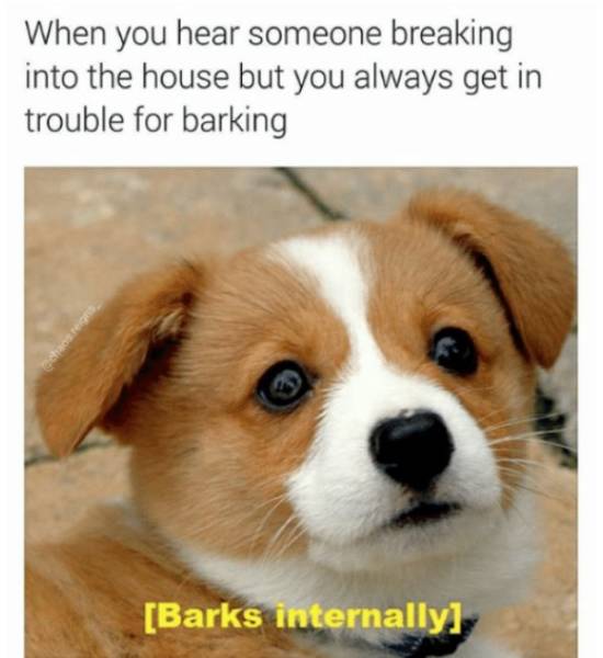 Dog Memes (28 pics)
