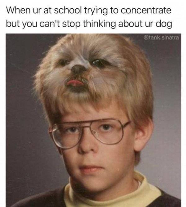 Dog Memes (28 pics)