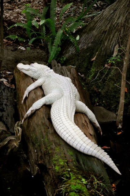 Albino Animals (18 pics)