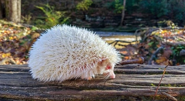 Albino Animals (18 pics)