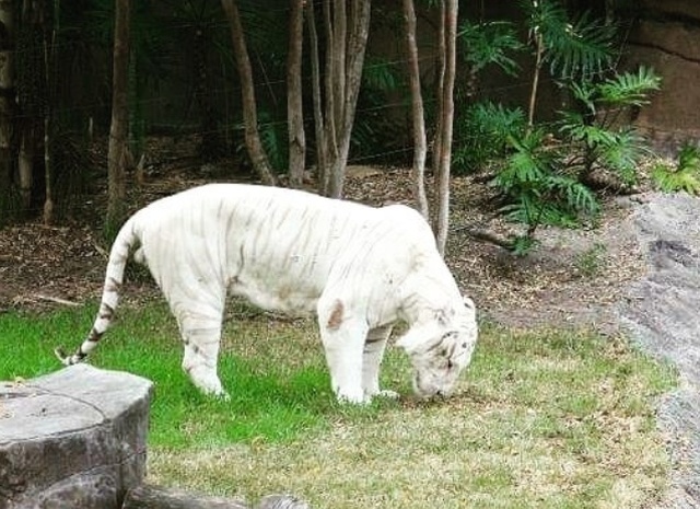 Albino Animals (18 pics)